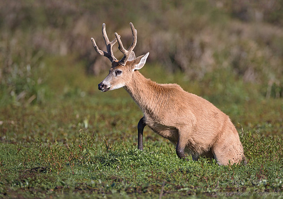 109 Marsh Deer (Blastocerus dichotomus) - Ibera Wetlands Argentina