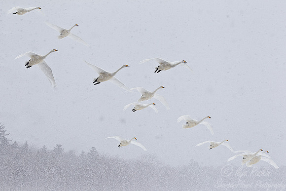 093 Whooper Swans (Cygnus cygnus) - Hokkaido Japan