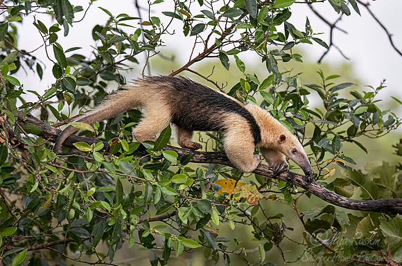 015 Tamandua or Lesser anteater - Pantanal Brazil