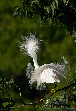 191 Snowy Egret (Egretta thula) LA