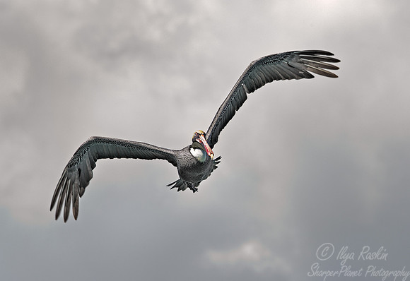 069 Brown Pelican (Pelecanus occidentalis) Galapagos Ecuador