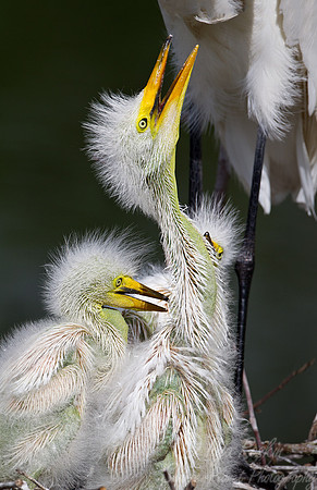 144 Great Egrets (Ardea alba) - FL