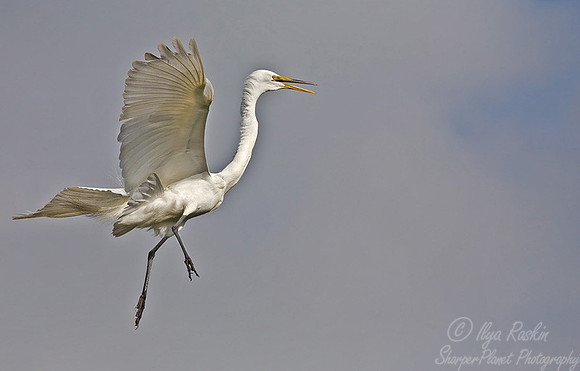 057_Great Egret_FL