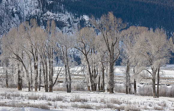 038_Yellowstone in winter