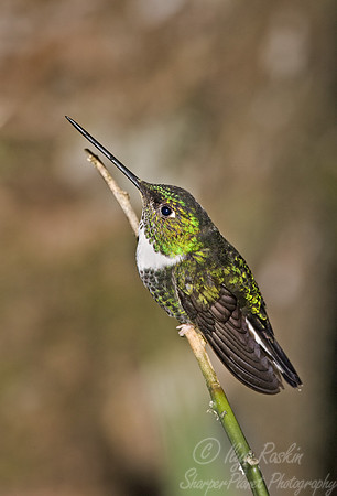 003 Colored Inca - Ecuador