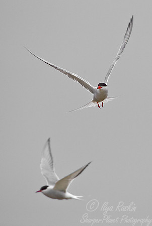 096  Common Terns (Sterna hirundo) - ME