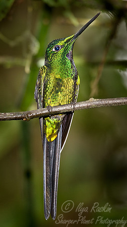 037 Empress Brilliant - Ecuador