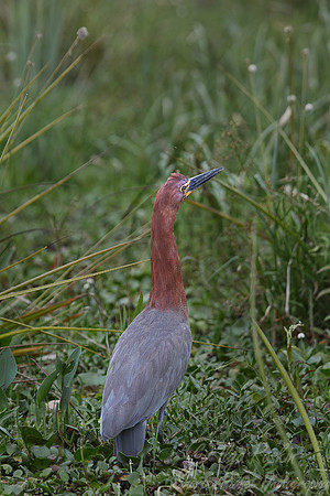 164 Rufescent Tiger Heron (Tigrisoma lineatum) - Ibera Wetlands Argentina