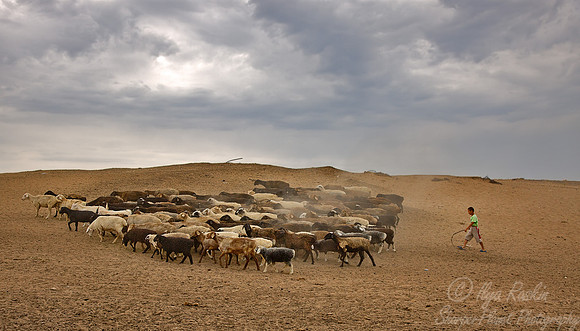 086 Camel Ranch Tau Kum Desert - Kazakhstan