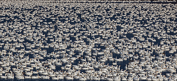 292 Snow geese (Anser caerulescens) - PA