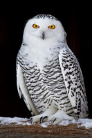 2011 Owls and Otters