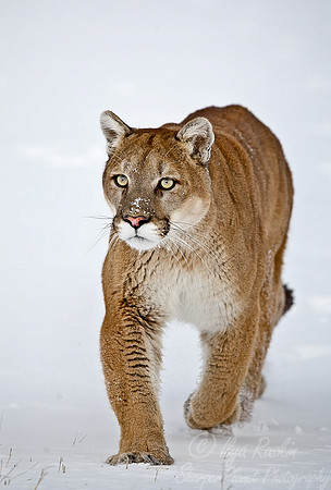 022_Mountain Lion