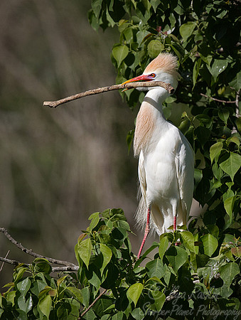 194 Cattle Egret (Bubulcus ibis) - LA