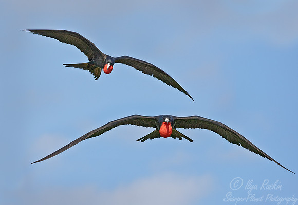 009 Magnificent Frigatebird (Fregata magnificens) males - Belize