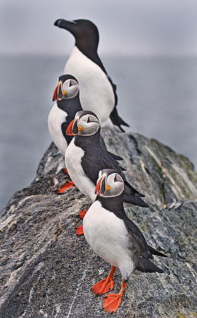 018 Razorbills & Puffins - Canada