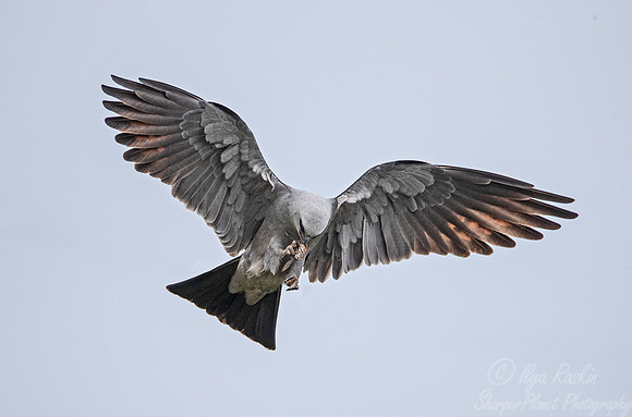376 Mississippi kite (Ictinia mississippiensis) - TX