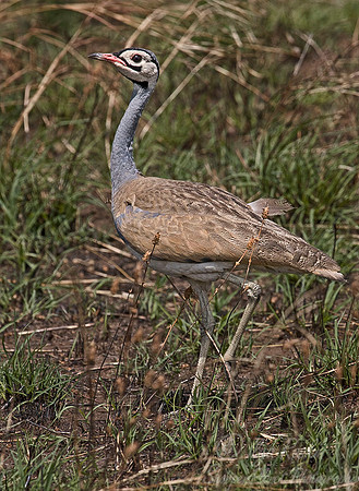 023 Southern Black Korhan - South Africa