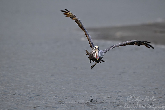 091  Brown Pelican (Pelecanus occidentalis) - SC