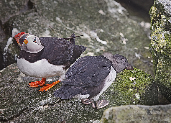 013 Atlantic Puffins (Fratercula arctica) Machias Seal Island - Canada