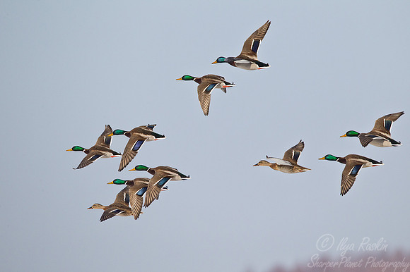 111 Mullard Ducks (Anas platyrhynchos) Hokkaido Japan