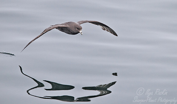 135  Northern Fulmar (Fulmarus glacialis) - Kuril Islands - Russia