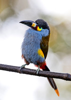 2025 Ecuador Other Birds