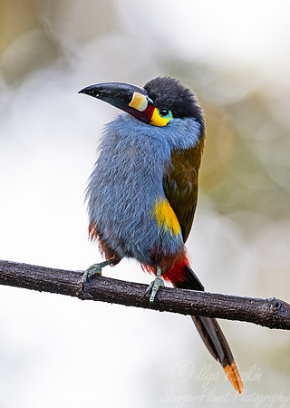 763 Plate-billed mountain toucan (Andigena laminirostris) - Ecuador