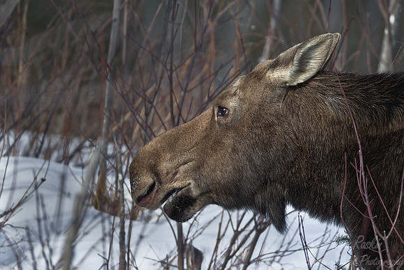 122 Moose (Alces alces) - Maine