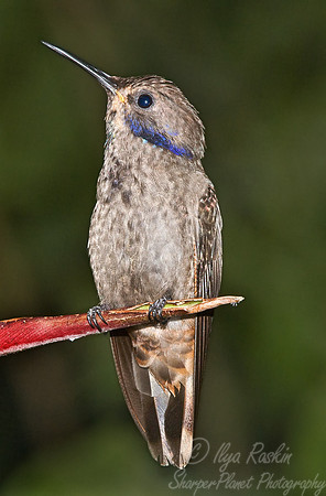 008 Brown Violeter - Ecuador