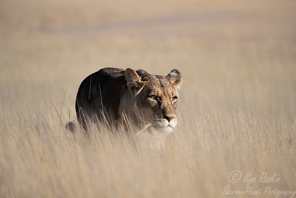 172 Lion (Panthera leo) - Kgalagadi Transfrontier Park SA