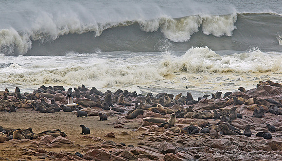 036 Brown Fur Seals (Arctocephalus pusillus) - Namibia
