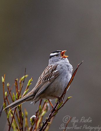087 White-crowned Sparrow (Zonotrichia leucophrys) - Nome AK