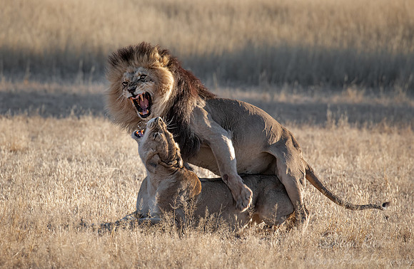 159 Lions (Panthera leo) - Kgalagadi Transfrontier Park SA