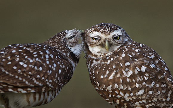 141 Burrowing Owls (Athene cunicularia) FL