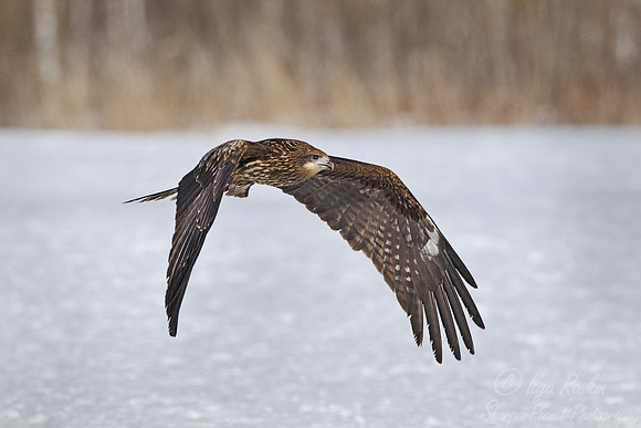 137 Black Kite (Milvus migrans) - Hokkaido Japan