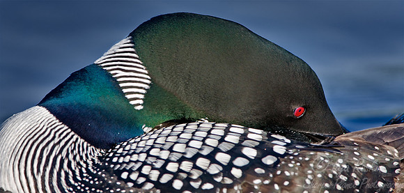 042 Common Loon - MI