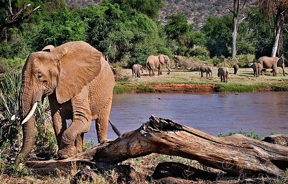 001_African Elephants_Kenya