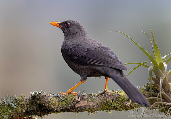 577 Great thrush male (Turdus fuscater) - Colombia cloud forest
