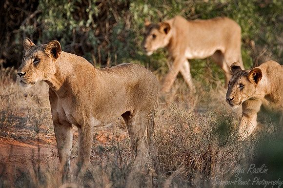 004_Lions_Kenya