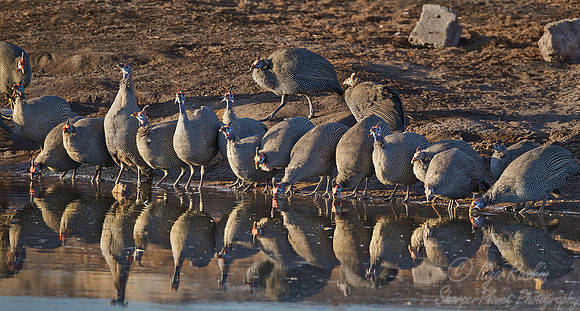 052 Helmeted Guineafowl (Numida meleagris) - Etosha Namibia