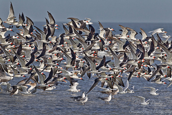 138 Black Skimmer (Rynchops niger) SC