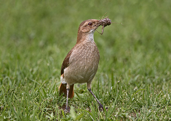 070 Rufous Hornero or Red Ovenbird (Furnarius rufus) - Ibera Wetlands Argentina