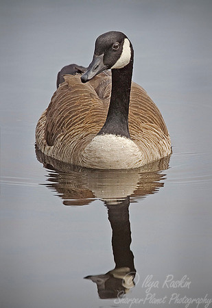 029 Canada Goose - NJ