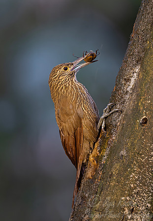 736 Strong-billed woodcreeper (Xiphocolaptes promeropirhynchus) - Ecuador