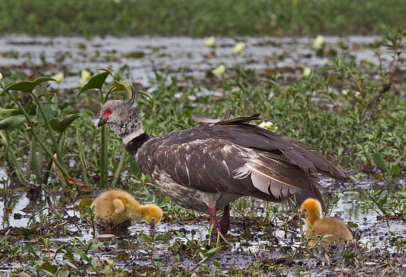 067 Southern Screamers (Chauna torquata) - Ibera Wetlands Argentina