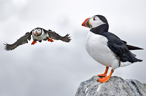 009 Atlantic Puffins - Canada