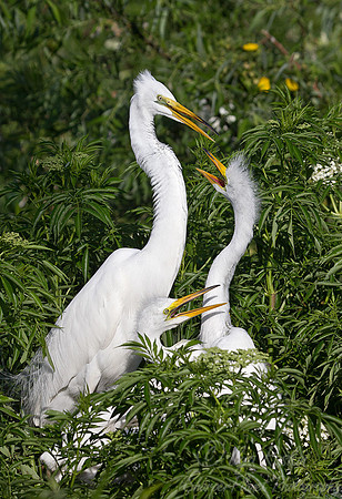 141 Great Egrets (Ardea alba) - FL