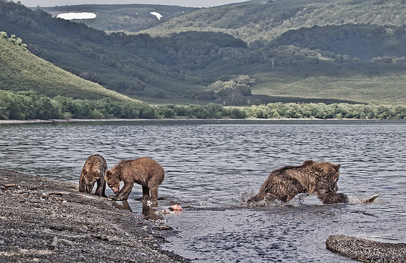 009 Brown Bear (Ursus arctos) - Kamchatka Russia