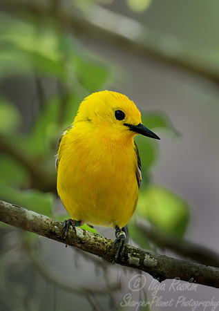 139 Prothonotary warbler (Protonotaria citrea) - SC