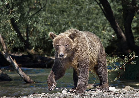 075 Brown Bear (Ursus arctos) - Kamchatka Russia